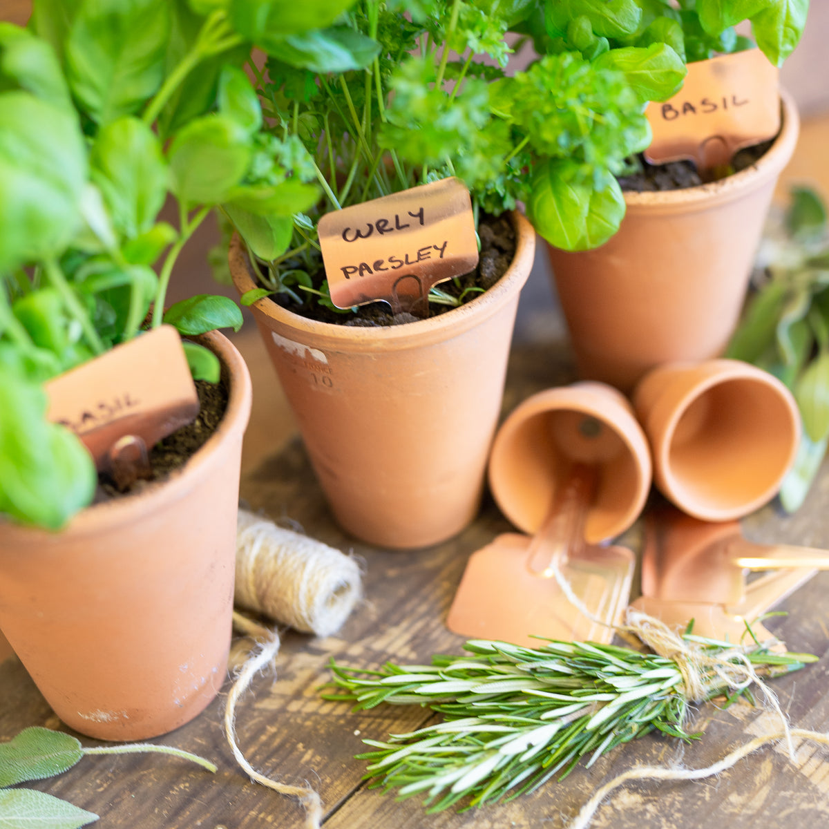 Copper plant labels – Nutscene Wholesale